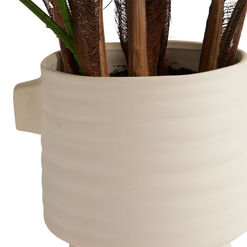 Faux Chinese Fan Palm in Ivory Cement Pot