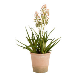 Faux Blooming Agave Plant in Terracotta Pot