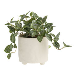 Faux Eyebrow Leaf Plant In White Footed Pot