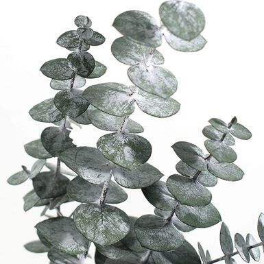 Preserved Baby Eucalyptus Bunch Preserved Baby Eucalyptus Bunch