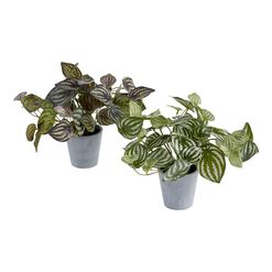 Faux Peperomia Plants Set of 2