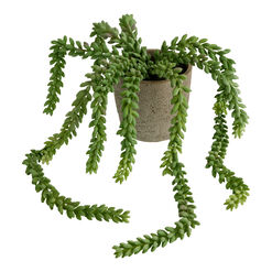 Faux Donkey Tail Succulent in Gray Ceramic Pot