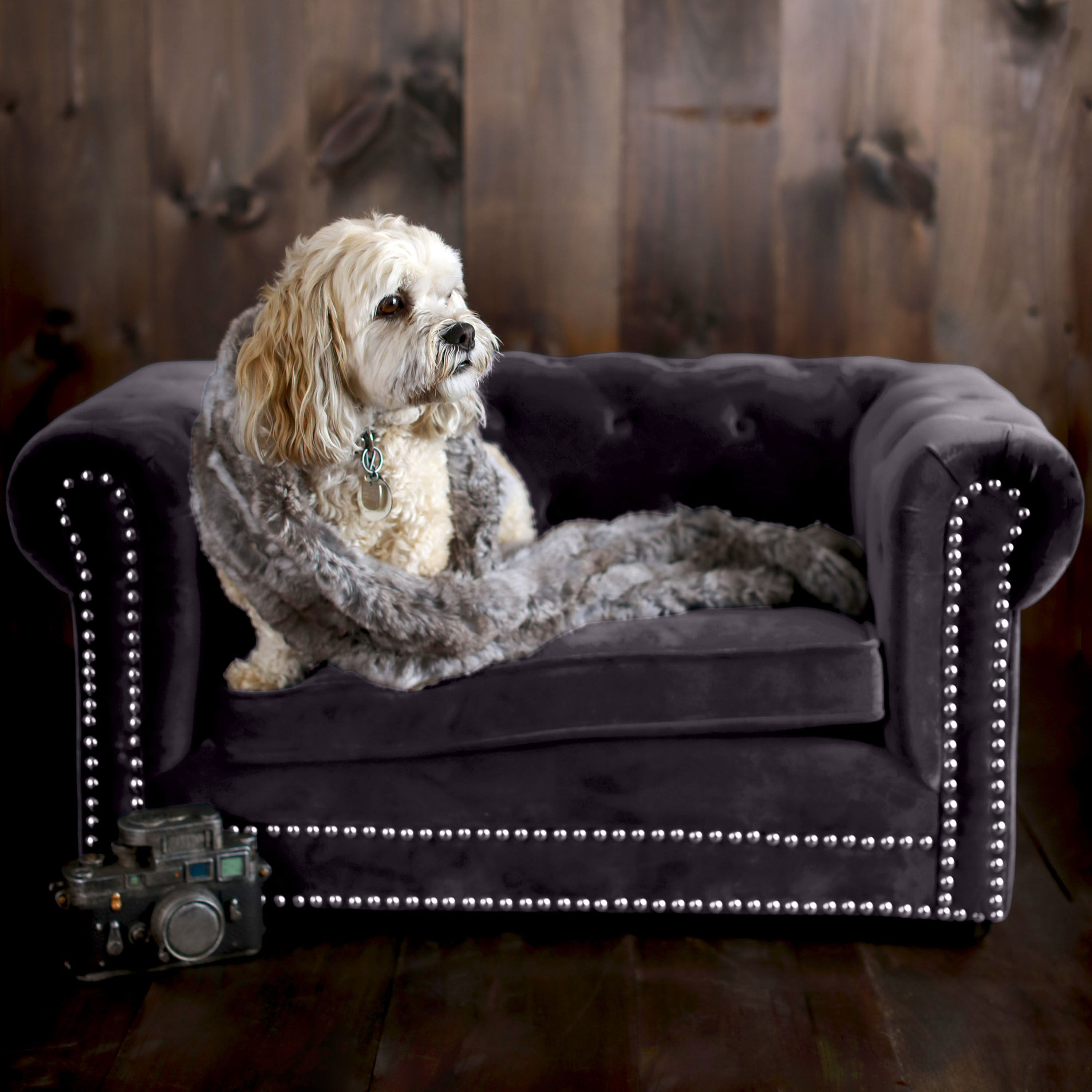 Velvet sofa with dogs cheap