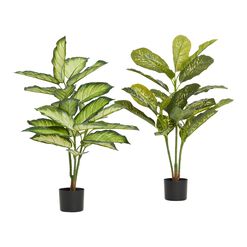 Faux Dieffenbachia Plants Set of 2