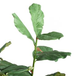Faux Fiddle Leaf Fig Tree 57 Inch