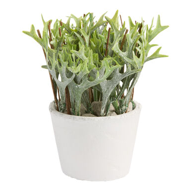 Mini Faux Staghorn Fern in Cement Pot Mini Faux Staghorn Fern in Cement Pot