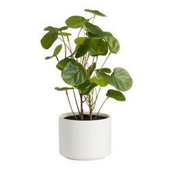 Faux Chinese Money Plant in Ceramic Pot