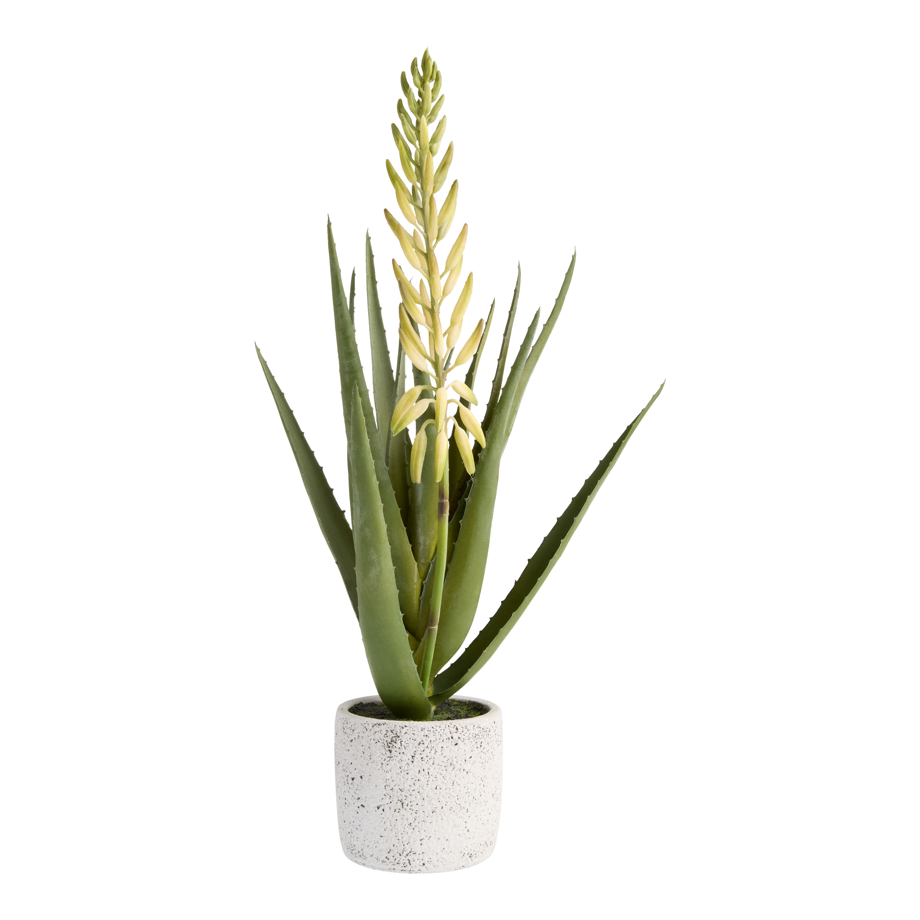 Faux Blooming Agave Plant in Rustic White Pot - World Market