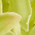 Large Faux Spring Allium Stem